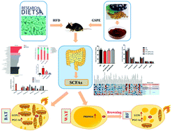 Graphical abstract: Grape seed proanthocyanidins reduced the overweight of C57BL/6J mice through modulating adipose thermogenesis and gut microbiota