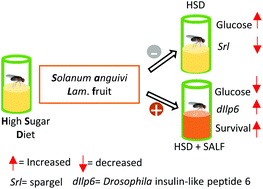 Graphical abstract: Solanum anguivi Lam. fruit preparations counteract the negative effects of a high-sugar diet on the glucose metabolism in Drosophila melanogaster