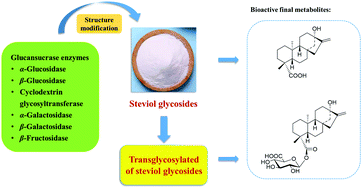 Graphical abstract: The role of metabolites of steviol glycosides and their glucosylated derivatives against diabetes-related metabolic disorders