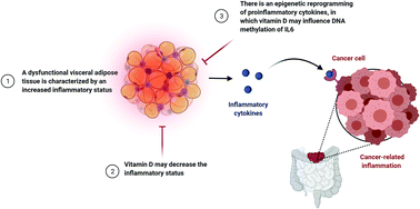 Graphical abstract: 25-Hydroxyvitamin D status is associated with interleukin-6 methylation in adipose tissue from patients with colorectal cancer
