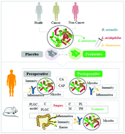 Graphical abstract: Adjuvant treatment and molecular mechanism of probiotic compounds in patients with gastric cancer after gastrectomy