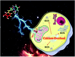 Graphical abstract: Neochlorogenic acid anchors MCU-based calcium overload for cancer therapy