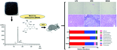 Graphical abstract: Black rice anthocyanins alleviate hyperlipidemia, liver steatosis and insulin resistance by regulating lipid metabolism and gut microbiota in obese mice