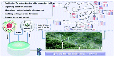 Graphical abstract: Foliar application of glycinebetaine and Zn fertilizer improves both the apparent and functional qualities of albino tea [Camellia sinensis (L.) O. Kuntze]