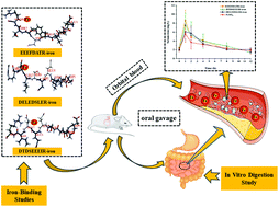 Graphical abstract: Antarctic krill-derived peptides with consecutive Glu residues enhanced iron binding, solubility, and absorption