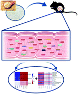 Graphical abstract: Oat β-glucan alleviates DSS-induced colitis via regulating gut microbiota metabolism in mice
