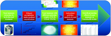 Graphical abstract: Antioxidant activity of yeast mannans and their growth-promoting effect on Lactobacillus strains