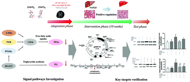 Graphical abstract: CD36 and DGAT2 facilitate the lipid-lowering effect of chitooligosaccharides via fatty acid intake and triglyceride synthesis signaling