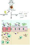 Graphical abstract: Gut relief formula attenuates dextran sulfate sodium-induced colitis by regulating NF-κB signaling and the intestinal microbiota in mice