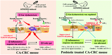 Graphical abstract: The probiotic Companilactobacillus crustorum MN047 alleviates colitis-associated tumorigenesis via modulating the intestinal microenvironment