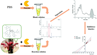 Graphical abstract: An efficient method based on an inhibitor–enzyme complex to screen an active compound against lipase from Toona sinensis