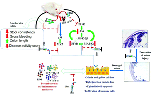 Graphical abstract: Rutin prevents inflammation-associated colon damage via inhibiting the p38/MAPKAPK2 and PI3K/Akt/GSK3β/NF-κB signalling axes and enhancing splenic Tregs in DSS-induced murine chronic colitis