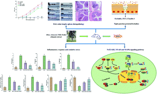 Graphical abstract: The preventive effect and underlying mechanism of Rhus chinensis Mill. fruits on dextran sulphate sodium-induced ulcerative colitis in mice