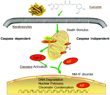 Graphical abstract: Curcumin induced the cell death of immortalized human keratinocytes (HaCaT) through caspase-independent and caspase-dependent pathways