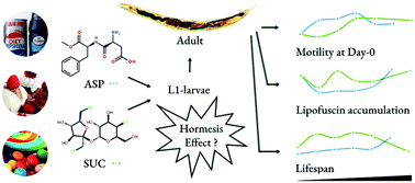 Graphical abstract: Aspartame and sucralose extend the lifespan and improve the health status of C. elegans