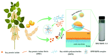 Graphical abstract: Fabrication and emulsifying properties of non-covalent complexes between soy protein isolate fibrils and soy soluble polysaccharides