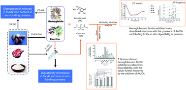 Graphical abstract: Effect of ascorbic acid and citric acid on bioavailability of iron from Tegillarca granosa via an in vitro digestion/Caco-2 cell culture system