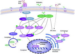 Graphical abstract: Maternal organic selenium supplementation alleviates LPS induced inflammation, autophagy and ER stress in the thymus and spleen of offspring piglets by improving the expression of selenoproteins