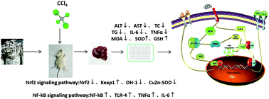 Graphical abstract: Lyophyllum decastes fruiting body polysaccharide alleviates acute liver injury by activating the Nrf2 signaling pathway