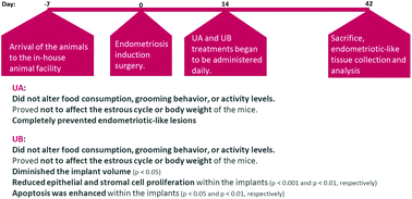 Graphical abstract: Effect of urolithins A and B on ectopic endometrial growth in a murine model of endometriosis