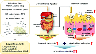 Graphical abstract: Impact of soy lecithin, zinc oxide, and methylsulfonylmethane, as excipient ingredients, on the bioaccessibility and intestinal transport of branched-chain amino acids from animal and plant protein mixtures