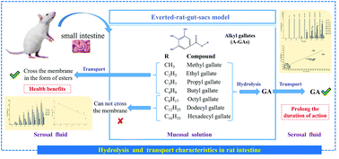 Graphical abstract: Effect of carbon chain length on the hydrolysis and transport characteristics of alkyl gallates in rat intestine