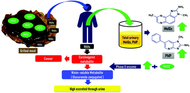 Graphical abstract: Detoxification of heterocyclic aromatic amines from grilled meat using a PEITC-rich vegetable sauce: a randomized crossover controlled trial