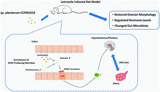 Graphical abstract: Lactiplantibacillus plantarum CCFM1019 attenuate polycystic ovary syndrome through butyrate dependent gut–brain mechanism