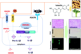 Graphical abstract: Luteolin attenuates hepatic injury in septic mice by regulating P2X7R-based HMGB1 release