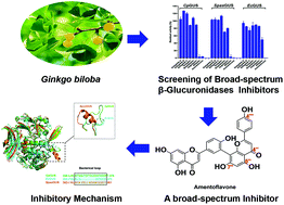 Graphical abstract: Discovery of a naturally occurring broad-spectrum inhibitor against gut bacterial β-glucuronidases from Ginkgo biloba