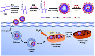 Graphical abstract: Preparation and characterization of glycosylated protein nanoparticles for astaxanthin mitochondria targeting delivery