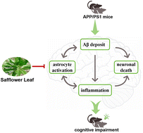 Graphical abstract: Safflower leaf ameliorates cognitive impairment through moderating excessive astrocyte activation in APP/PS1 mice