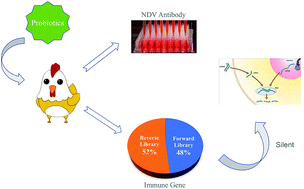 Graphical abstract: Molecular mechanism of enhancing the immune effect of the Newcastle disease virus vaccine in broilers fed with Bacillus cereus PAS38
