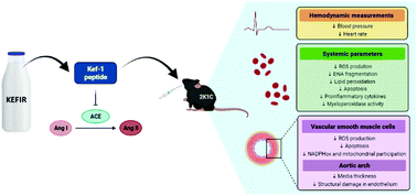 Graphical abstract: Use of kefir peptide (Kef-1) as an emerging approach for the treatment of oxidative stress and inflammation in 2K1C mice