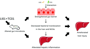 Graphical abstract: The synergy of dietary supplements Lactobacillus salivarius LI01 and Bifidobacterium longum TC01 in alleviating liver failure in rats treated with d-galactosamine
