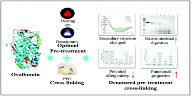 Graphical abstract: Denatured pre-treatment assisted polyphenol oxidase-catalyzed cross-linking: effects on the cross-linking potential, structure, allergenicity and functional properties of OVA