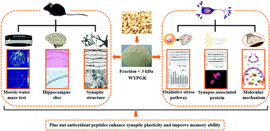 Graphical abstract: Pine nut antioxidant peptides ameliorate the memory impairment in a scopolamine-induced mouse model via SIRT3-induced synaptic plasticity