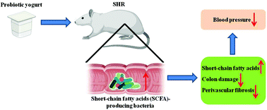 Graphical abstract: Probiotic yogurt blunts the increase of blood pressure in spontaneously hypertensive rats via remodeling of the gut microbiota