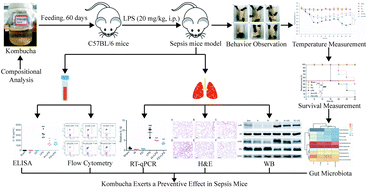 Graphical abstract: Kombucha ameliorates LPS-induced sepsis in a mouse model