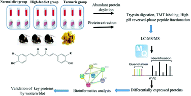 Graphical abstract: Quantitative proteomics of plasma and liver reveals the mechanism of turmeric in preventing hyperlipidemia in mice