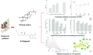 Graphical abstract: Influence of Sargassum pallidum and the synergistic interaction mechanism of 6-gingerol and poricoic acid A on inhibiting ovalbumin glycation