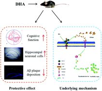 Graphical abstract: Protective effect and mechanism of docosahexaenoic acid on the cognitive function in female APP/PS1 mice