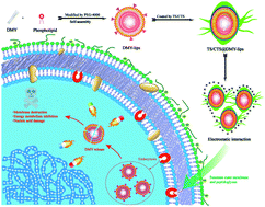 Graphical abstract: PEGylated dihydromyricetin-loaded nanoliposomes coated with tea saponin inhibit bacterial oxidative respiration and energy metabolism