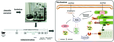 Graphical abstract: Structural characterization of polysaccharide purified from Amanita caesarea and its pharmacological basis for application in Alzheimer's disease: endoplasmic reticulum stress