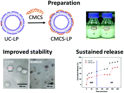 Graphical abstract: Carboxymethyl chitosan coated medium-chain fatty acid nanoliposomes: structure, composition, stability and in vitro release investigation