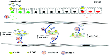 Graphical abstract: Calcium-sensing receptor (CaSR) agonist R568 inhibits small intestinal motility of mice through neural and non-neural mechanisms