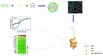 Graphical abstract: Construction and characterization of Juglans regia L. polyphenols nanoparticles based on bovine serum albumin and Hohenbuehelia serotina polysaccharides, and their gastrointestinal digestion and colonic fermentation in vitro