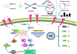 Graphical abstract: Short-term supplementation of DHA-enriched phospholipids attenuates the nephrotoxicity of cisplatin without compromising its antitumor activity in mice