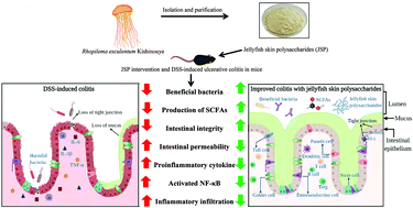 Graphical abstract: Jellyfish skin polysaccharides enhance intestinal barrier function and modulate the gut microbiota in mice with DSS-induced colitis