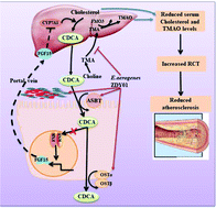 Graphical abstract: Enterobacter aerogenes ZDY01 inhibits choline-induced atherosclerosis through CDCA-FXR-FGF15 axis